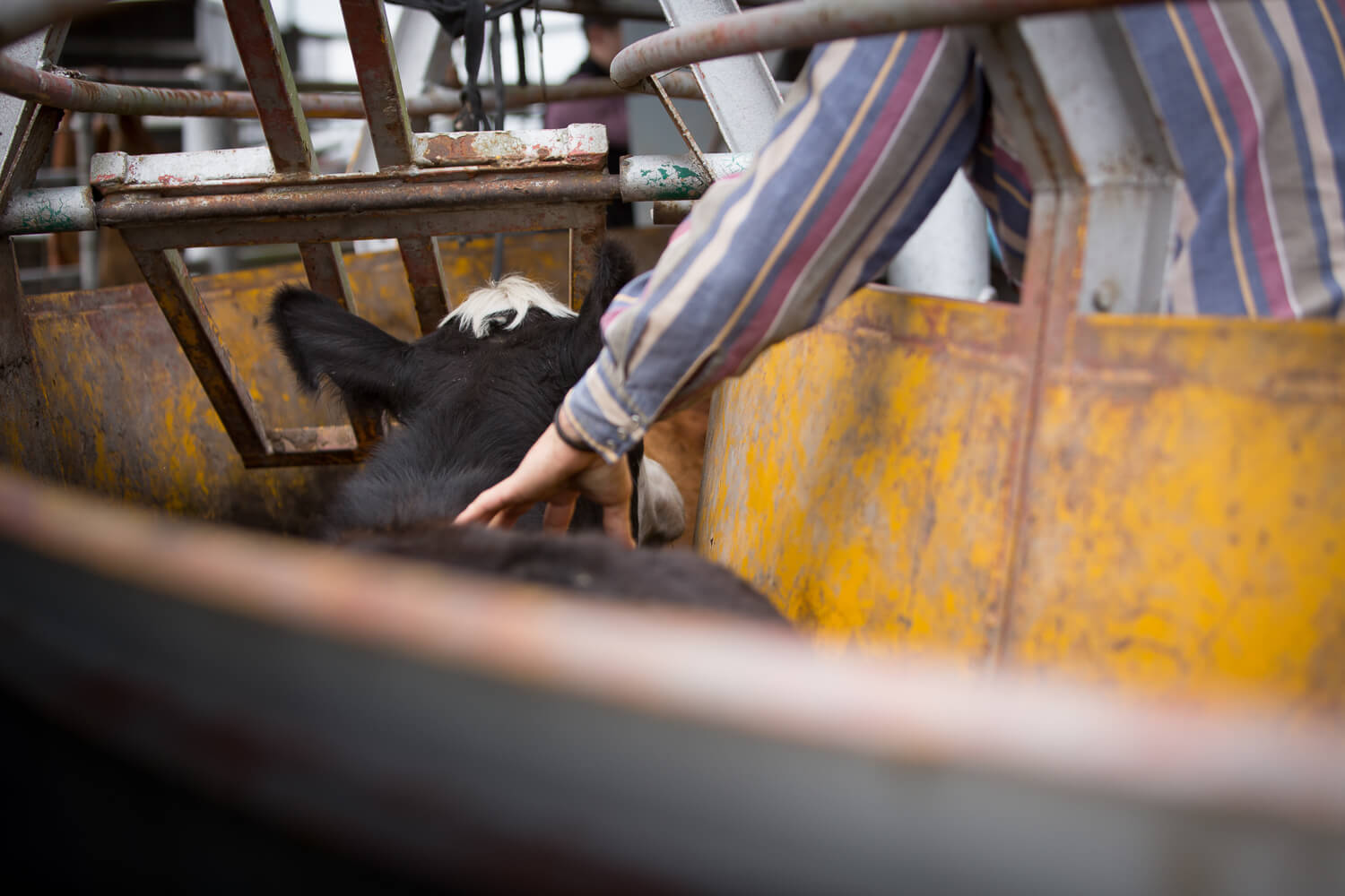 Benefits of LowStress Cattle Handling Redd Summit Advisors